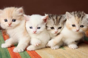 Too Cute to Handle! Kittens Hanging Out with Baby Bunnies, Ducklings & More!