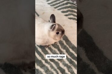 Bunny tantrum