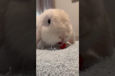 Holland lop bunny "Tofu" likes raspberries #bunny #rabbit #cutebunny #cuteanimals #cute #pets