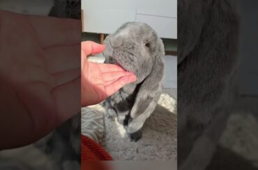 Kisses From My Bun #rabbit #rabbits #bunny #pets #petcare #petvideos #shorts