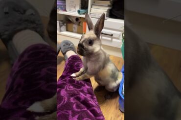Crazy rabbits crazy moments #rabbit #rabbits #pets #petcare #petvideos #cute #shorts