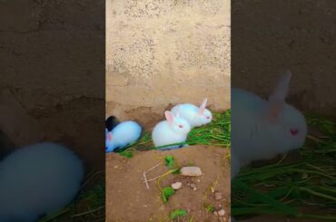 cute rabbit baby #rabbit #mycuterabbit #cuteanimal #cute #mybunny #cuterabbit #animals #cutepet