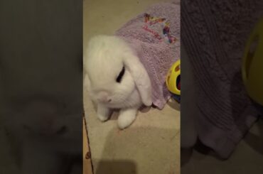 Cute bunny Miffy is under the weather #bunnysnuggles #bunny #cuteanimals #funnyshorts