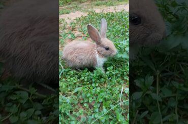 So cute baby rabbit