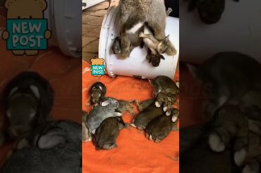 so sweet rabbit giving birth so many little baby #rabbit #khargosh #animals #shortvideo