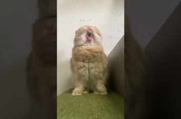 Omg So Cute #rabbit #rabbits #bunny #pets #petcare #petvideos #shorts