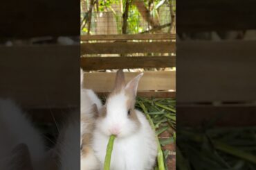 Long Beans for the First Time! #pets #rabbit #animals #bunny #cutebunny #natureisart #cuteanimals