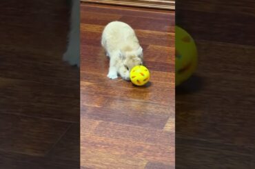 Cute Rabbits Crazy Moments #rabbit #rabbits #bunny #pets #petvideos #petcare #shorts