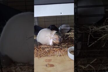 Have you seen a bunny playing hide and seek before? #bunnysnuggles #bunny #cuteanimals #funnyshorts