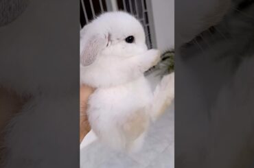 CUTEST THING I'VE EVER CAUGHT #mybunny #cuteanimal #bunny #mycuterabbit #cutebunny #funnybunny