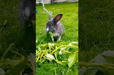 #rabbit #bunny #cute #cutebunny #pets #rabbitbaby #wheatgrass #kelincikreatif #pet #kelinciberanak
