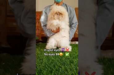 Kelinci Angora Lucu | Cute English Angora Rabbit #kelincianggora #angora #cuterabbit #short