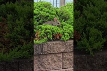 Found this cute baby bunny near the Lower Ore Dock in Marquette. #baby #bunny #marquette