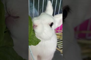 #rabbit #mycuterabbit #cutebaby #bunny #cute #pets #animals #funny #fruit #cuteanimals