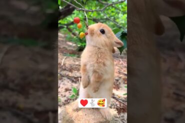 Cute Bunny Eating Fruit #shorts #bunny #rabbit #cuteanimals