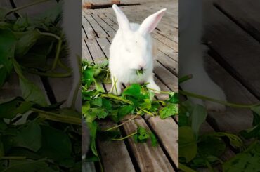 #rabbit #cute #bunny #cuteanimals #cutebunny #kelincikreatif #pet #kelinciberanak #animal #mybunny