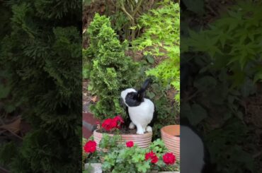 Cute rabbit teats cypress #shorts #asmr #rabbit #bunny #animals