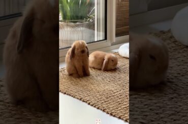 Rabbit core #funny #funnyanimal #pets #animals #fyp #viralvideo #foryou #cute #bunny