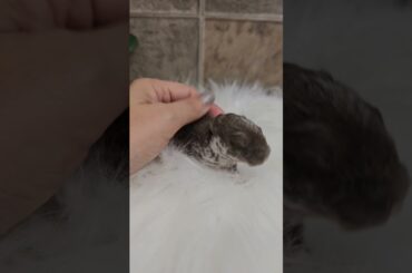 10-day-old Mini Plush Lops #rabbit #lopsofluv #bunny #pets #plushies #cute #cutebunny #plush #mpl