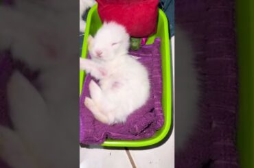 Cute baby bunny sleeping #fyp #shorts #bunnies #cutepet #short #babybunny #babyrabbit #relaxing