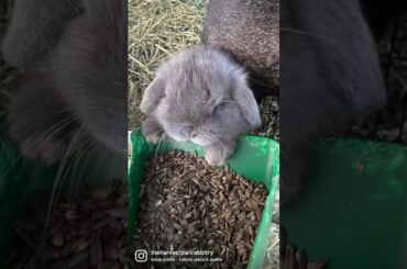 Baby Bunny Grow up! Carlos has turned from a cute baby to a cute teenage bunny. Love him so much.