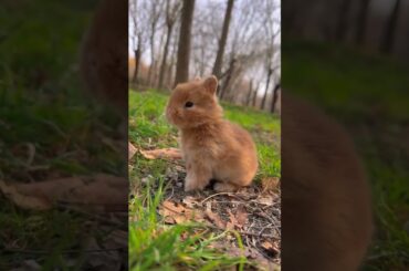 A cute little rabbit is cute. Rabbit. A cute little cute pet in the countryside.