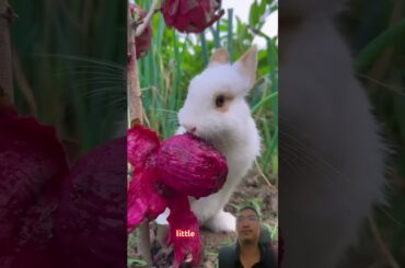 Cutest Bunny Feast Ever Caught on Camera