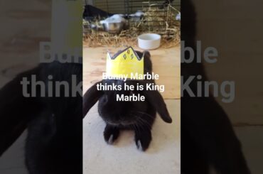 Cute Bunny acting as King Marble #bunny #bunnysnuggles #funnyshorts #cuteanimals #bunnyofinstagram