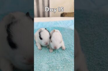 Rabbit Growth - Baby Animals 1 To 30 Days