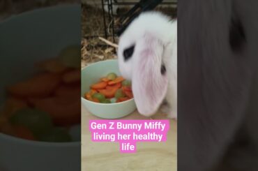 Secret of bunny Miffy becoming 100 years old #oldies #vintage #bunny #funnyshorts #genznutrition