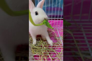 #rabbit #mycuterabbit #bunny #cutebaby #cute #pets #animals #cuteanimals #love #funny