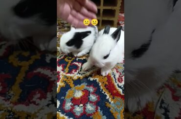 #funny #bunny #babybunny #cute #fun #happy #nice #beautiful #pets #animals #happyrabbit #rabbit #pet