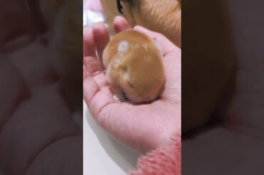 Pretty Little Baby #rabbit #rabbits #bunny #pets #petcare #petvideos #shorts