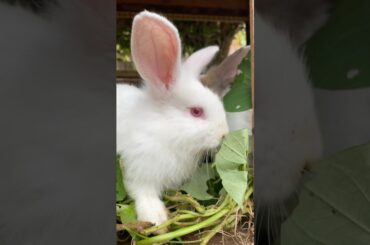 #rabbit#bunny#cutebunny#rabbitlove#rabbits#bunniesofinstagram#rabbitlife#bunnycute#youtubeshorts