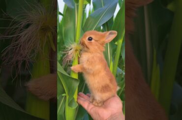 Cute Bunny #rabbit #animal #cute #mycuterabbit #cutebunny #mybunny #mammal #cuteanimals #pet #pets