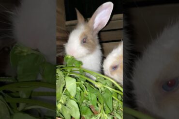 Bunny’s Cozy Dinner Time#animalstory #pets #rabbit #animals #bunny #natureisart #cutebunny