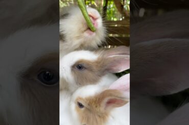 #animals #rabbit #pets #bunny #bunnymoments #natureshorts #natureisart #cutebunny #shortsviral