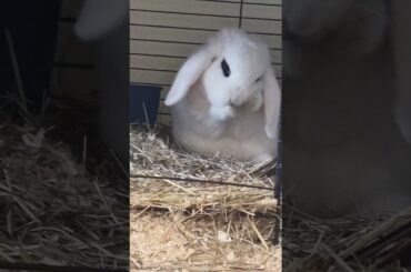 Cute bunny Miffy cleans herself..how cute is that? #bunny #funnyshorts #bunnysnuggles #cuteanimals