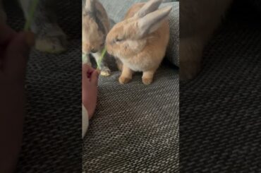 Sally and Fanni bunnies eating parsley #asmr #cutebunny #funnybunny #babybunny