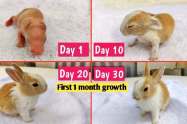 Rabbit Growth - Baby Animals 1 To 30 Days