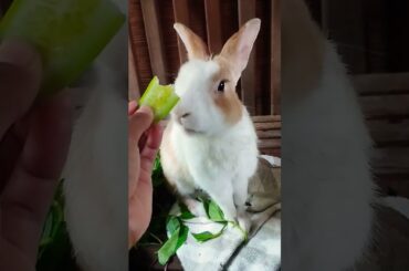 #rabbit #cute #bunny #cuteanimals #cutebunny #kelincikreatif #pet #kelinciberanak #animal #mybunny