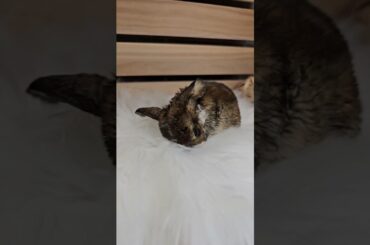 Cutest Baby Bunny Ever #bunny #lopsofluv #rabbit #pets #plushies #cute #plush #cutebunny #babybunny