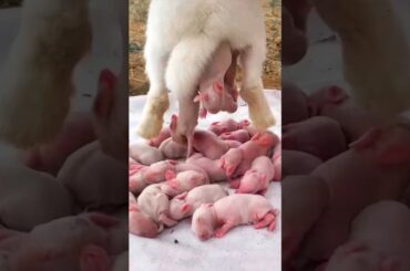 Rabbit 1 Month Growth - Baby Rabbit Day 1 - Day 5 - Day 10 - Day 15 - Day 20 - Day 25 - Day 30