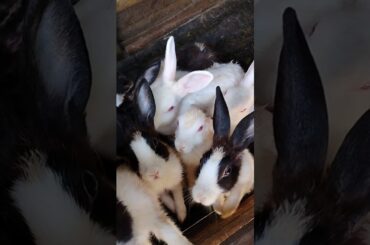 so cute rabbit !! #rabbit #ytshorts