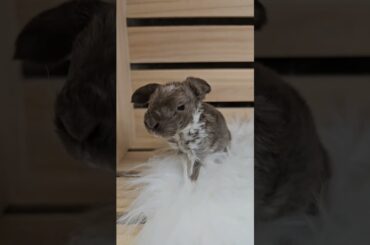 Cutest chocolate bunny #pets #cute #bunny #lopsofluv #rabbit #plushies #Plush #mybunny #babybunny