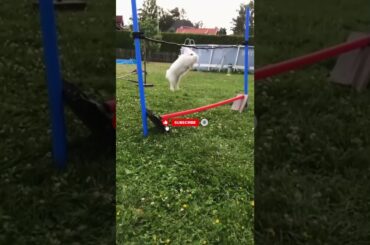 Rabbit's INSANE Jump Sets New Record!