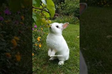 Cute Rabbit Eating Grapes in the Garden Adorable Snack Time #cuteanimals #rabbit #animallovers #cute