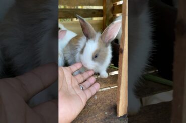 #rabbit #bunny #pets #animals #bunnymoments #cutebunny #natureisart #cuteanimals #natureshorts