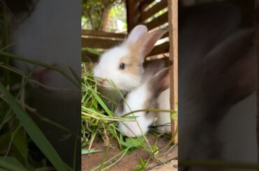 #pets #rabbit #animals #bunny #natureisart #cutebunny #cuteanimals #bunnymoments #babybunny