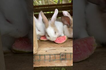 #animals #pets #rabbit #bunny #natureisart #natureshorts #cutebunny #cuteanimals #cuterabbit